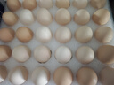 京鲜生可生食标准鲜鸡蛋30枚礼盒装3斤 源头直发 实拍图