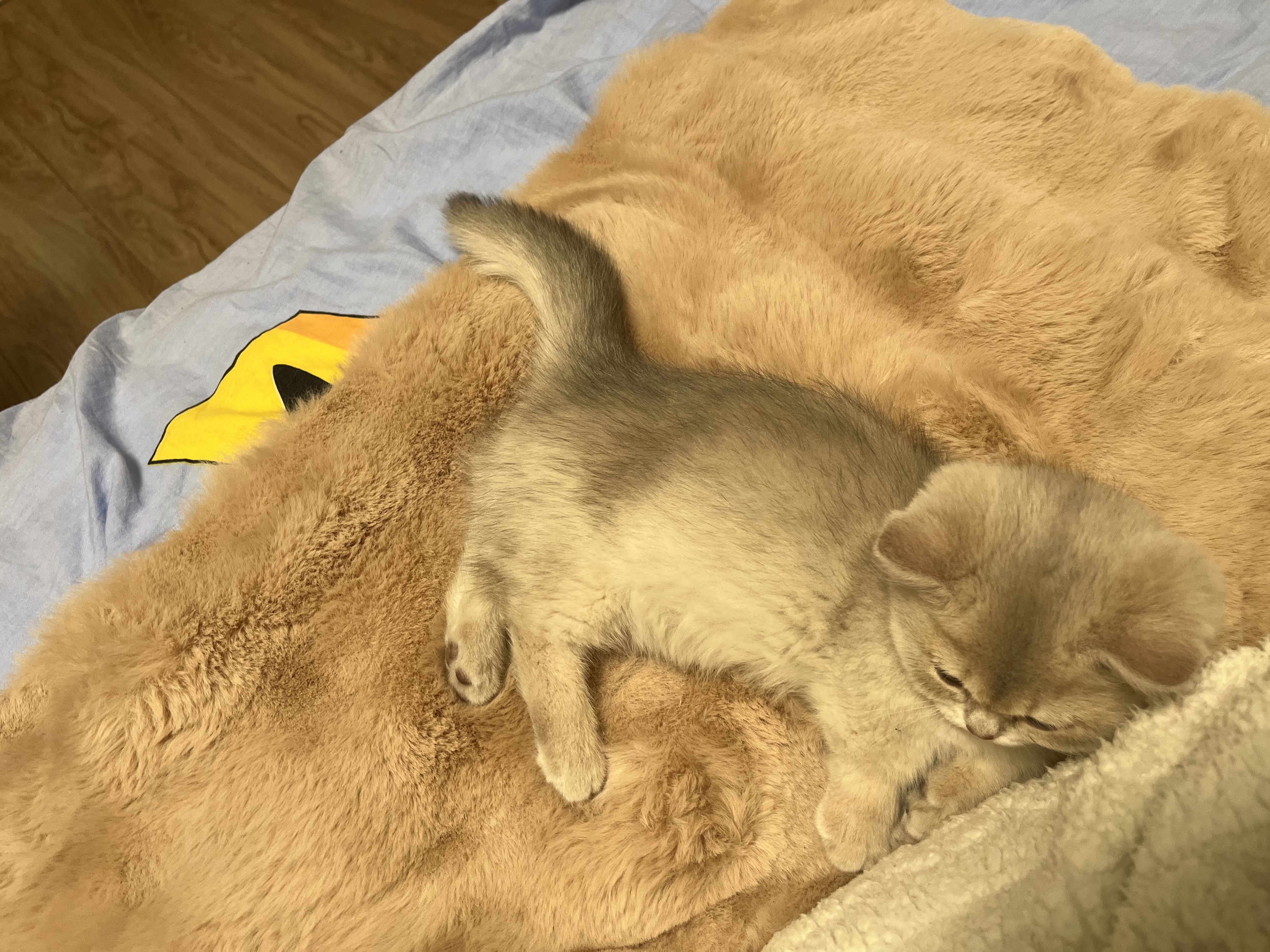 派乐特猫窝踩奶软垫猫垫睡觉用猫垫子狗窝宠物垫子狗垫猫咪垫毛毯M 实拍图