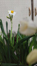 惜林园 正宗漳州水仙花 水培植物水养花卉 冬季室内盆栽球根 实拍图