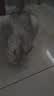 喵梵思 脆块儿全价主食冻干持续锁鲜成猫幼猫冻干粮物理磨牙200g/160g 鸭肉口味160g*1包 实拍图