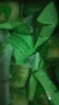 比比赞（BIBIZAN）抹茶雪媚娘绿豆饼1002g经典传统风味面包蛋糕点心饼干休闲零食品 实拍图