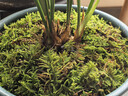 柯必达青苔藓鲜活苔藓微景观植物盆景盆栽水陆缸假山草造景材料白 大灰藓(15*8)cm 2盒 实拍图