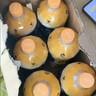 统一 阿萨姆 原味奶茶 6入装奶茶饮料 1.5L*6瓶/箱 实拍图