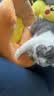 ZEZE橘子猫窝四季通用宠物床猫屋猫窝泰迪狗窝冬天保暖宠物用品 实拍图