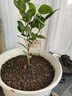御卉阁茶花盆栽带花苞四季开花室内阳台好养浓香型山茶花树苗花卉绿植 六角大红 2年苗 实拍图