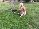 【京东快递】猫窝狗窝四季中大犬垫子隔凉狗狗宠物窝垫可拆洗沙发 浅灰色 XL- 75*60cm 适合30斤内宠物 实拍图