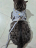 欢宠网猫咪牵引绳猫绳宠物防挣脱可调松紧背心式专用溜遛猫绳子外出用品 实拍图