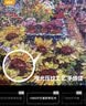 VOX成人拼图1000片 巴塞罗那花市成年玩具减压高难度拼图生日礼物 实拍图