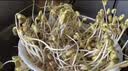 京严智造家用豆芽机三层大容量自动洒水增压培育机发豆芽神器多功能绿豆黄豆芽苗发芽机泡豆生芽 【四季可用+三层大容量+遮光罩】绿色 实拍图
