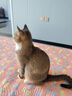 优趣猫粮全价粮通用成猫幼猫粮成年猫高蛋白营养天然英短蓝猫 优趣猫粮试用装（250g*1 袋） 实拍图