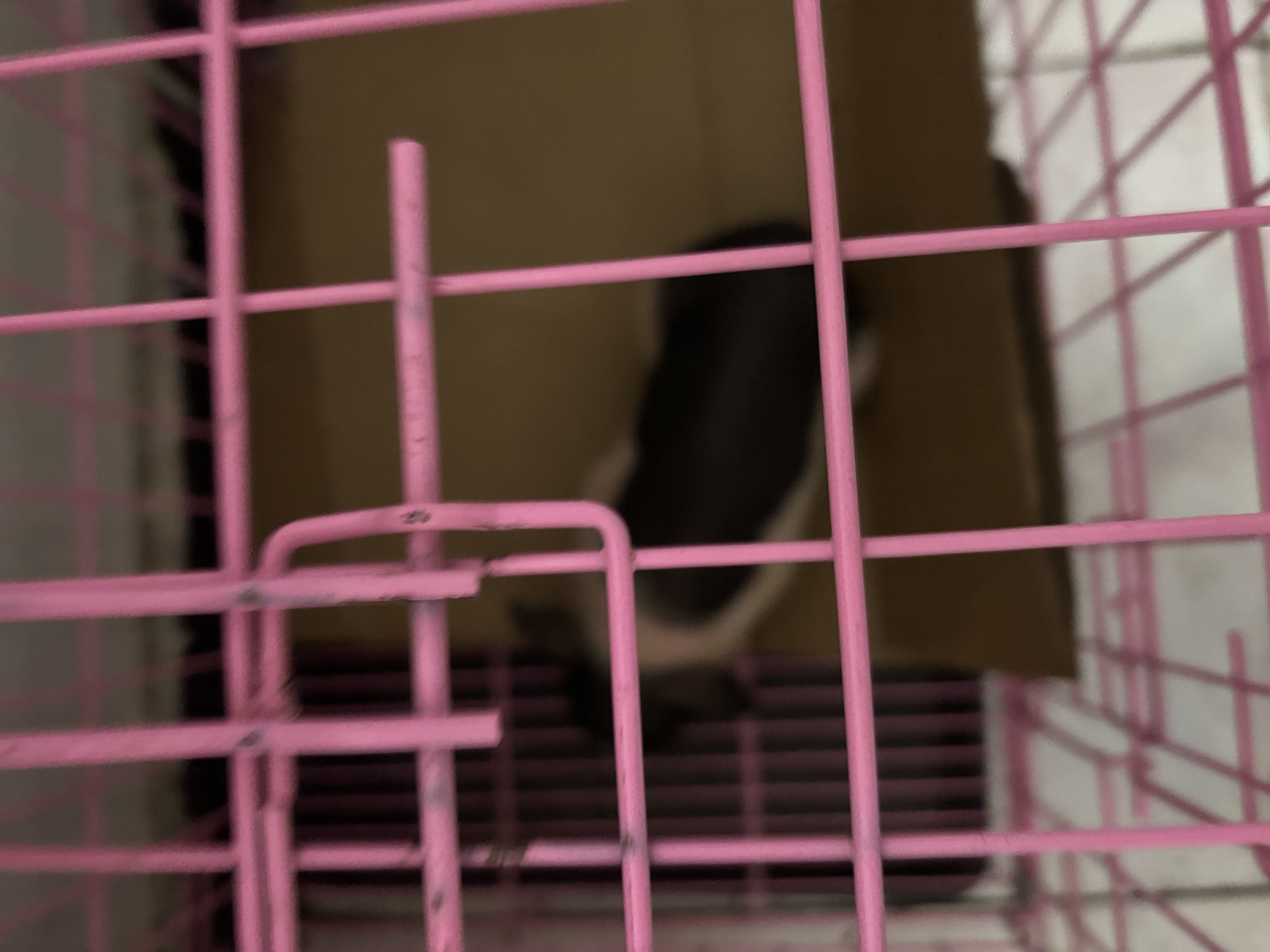 暮秋小主【猪猪侠同款】宠物小香猪活体幼崽家养纯种迷你猪活物可爱萌宠 泰国小香猪幼崽（公） 实拍图