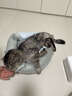 梵都宠舍猫窝四季保暖蛋挞猫垫子猫狗窝猫床宠物窝 实拍图