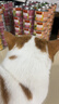 K9 Natural三种口味猫主食罐头170g*12成猫幼猫猫湿粮猫罐头新西兰原装进口 实拍图