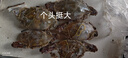 【冷冻】拾鲜生 梭子蟹活冻舟山特大螃蟹海鲜3斤梭子蟹5-7两/只 当季新蟹 源头直发包邮 实拍图