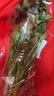 带根香菜100g 实拍图