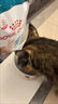 皇家猫粮 成猫猫粮 去毛球 IH34 通用粮 12月以上 2KG 实拍图