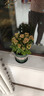 九千谷花盆加仑盆升级款塑料花盆家用园艺种植盆带托盘16*16cm3个装5068 实拍图