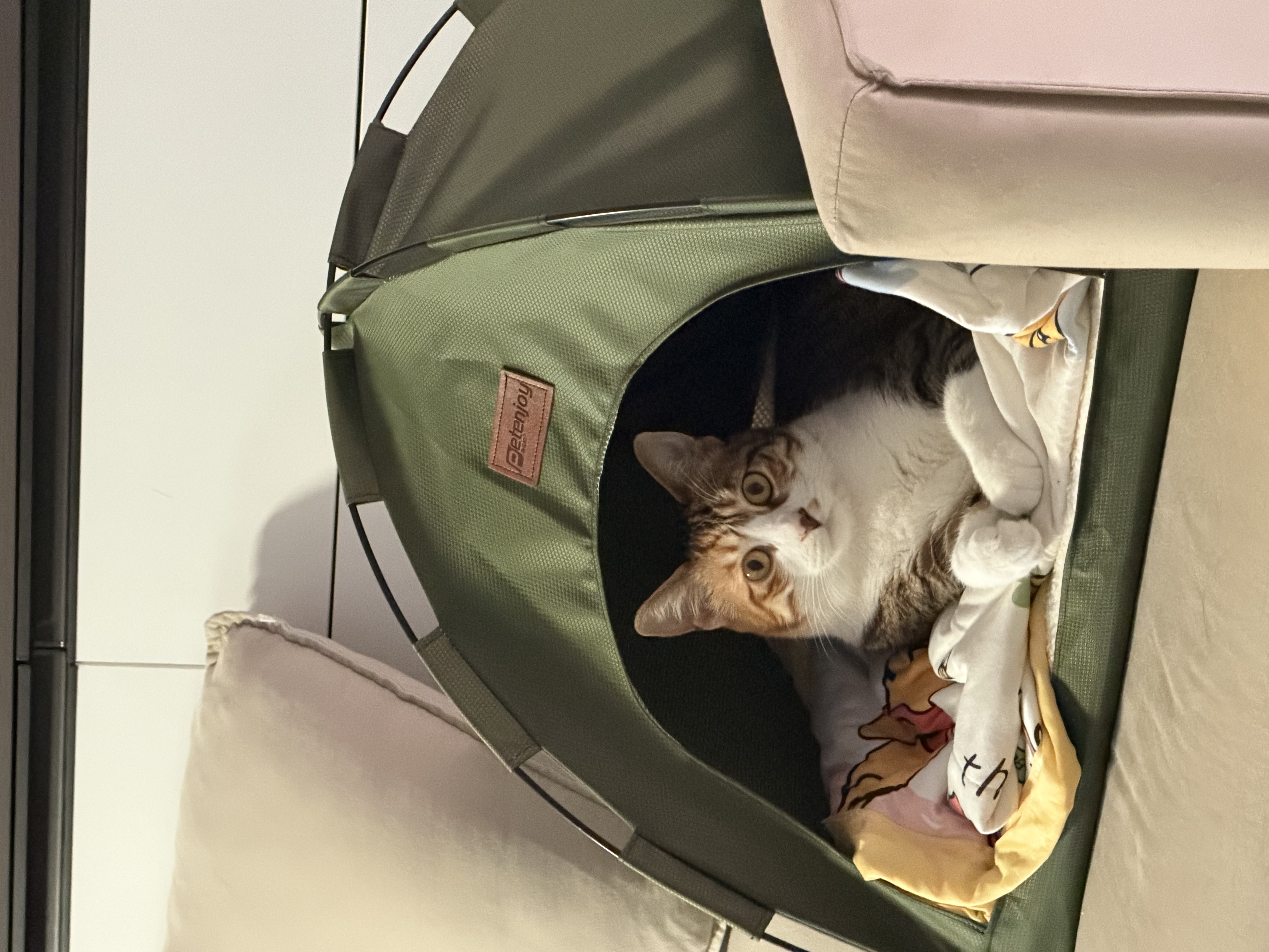 Petenjoy宠物猫窝狗窝小型犬帐篷房子四季通用猫咪垫子可拆洗户外可折叠 帐篷-牛津军绿 M-建议15斤内犬猫用 实拍图