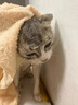 软罐头猫罐头整箱猫咪零食猫主食罐补充营养补水猫零食成猫幼湿粮 金枪鱼+鸡丝/有鱼有肉两种美味 40g*6包 实拍图