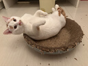 疯狂的主人猫抓板窝碗形大号猫抓盆不掉屑猫窝宠物猫玩具瓦楞纸猫爪板 实拍图