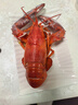 鲜京采 鲜活波士顿龙虾  净重400-500g/只 源头直发 保鲜到家 年夜饭 实拍图