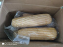 京鲜生东北白糯玉米330g*8根 甜黏玉米低脂早餐代餐粗粮真空装 源头直发 实拍图