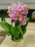 年宵花春节蝴蝶兰组合盆栽绿植摆件室内装饰年货过年花卉鲜花植物 仙女粉色系蝴蝶兰【4花剑 带花苞】+陶瓷花盆 晒单实拍图