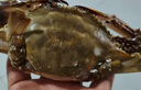 【冷冻】至鲜 梭子蟹2.6斤/5-6只整只当季液氮冷冻4-6两/只吕四黄海新鲜螃蟹海鲜年货礼 实拍图