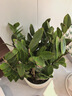 叹为观止大型植物发财树各种大颗盆栽开业乔迁客厅办公室内好养大型花卉 金钱树【80厘米-1米】 不含盆 实拍图