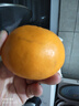 山姆大叔四川不知火丑橘【多地次日达】 丑八怪桔子非耙耙柑新鲜水果礼盒 【7A级金奖甄选】单果75-85mm 9斤礼盒【颗颗甄选果】净8.5斤 实拍图
