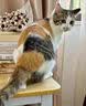 猫咪防猫掉毛吃什么深海鱼油营养片美毛靓毛维生素非药防脱毛神器 1盒【专治猫掉毛】 实拍图