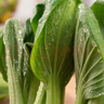 京鲜生&听蔬 有机油菜1斤 上海青 有机认证无农残无激素 源头直发 实拍图