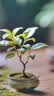 通沭小叶紫檀室内盆栽绿植四季常青植物花卉 小叶紫檀+早安盆源头直发 实拍图