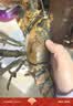鲜润泽【活鲜】鲜活波士顿龙虾 450-550g/只 生鲜海鲜 源头直发 实拍图
