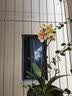 劉閣蘭花兰花盆栽室内客厅花卉绿植蝴蝶兰随机盲盒带花剑配瓷白盆源头直发 实拍图