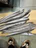 卖鱼七郎青岛野生海钓小眼油带带鱼礼盒净重10斤16-24条整条鱼类源头直发 实拍图