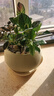 【新人专享】小盆栀子花盆栽四季开花室内水培花卉绿植物好养易活 中配款：15-20cm【5株】开花飘香99平 浓香型栀子花 实拍图