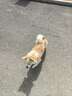 山泽六类屏蔽网线 5米千兆宽带连接线 CAT6类工程家用电脑网络线8芯双绞抗干扰成品跳线 黑色SF6050 实拍图