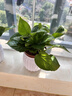 【绿萝盆栽】吸甲醛净化空气水培绿植物懒人花卉好养搬家礼物全 【爆款2盆】绿萝+白色南瓜盆自吸水 整体含盆高度20-25cm 实拍图