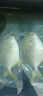 翔泰 海南金鲳鱼净重900g 2条装  年货节鱼类生鲜 火锅食材 海鲜水产  实拍图