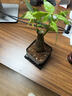 【带盆高度约15-25cm】发财树盆栽室内植物客厅办公室吸甲醛好养 单杆发财树+塑料四方舍得盆+小方底座 花盆直径约8cm 实拍图