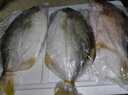 鲜京采三去海鲈鱼3斤/3条 生鲜鱼类 白蕉鲈鱼地标 年货家宴鱼类源头直发 实拍图
