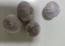 云南紫皮独头蒜干蒜果经3.0mm+ 大果直径3.0左右净重150g（14头） 实拍图