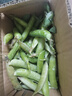 新鲜豌豆四川带壳青豆角水果甜豆荚农家蔬菜 新鲜青豌豆荚净重1斤 实拍图