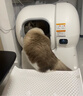 霍曼（Homerun）智能自动猫砂盆猫厕所全封闭自动铲屎机一键补砂清砂特大号 实拍图