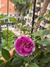 月季花苗四季开花大花浓香型灌木月季苗庭院阳台盆栽地栽玫瑰花苗 玛姬婶婶【小花浓香，多季节开花】 扦插小苗15-25cm高 1棵 实拍图