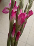 粉红色剑兰节节高鲜花年宵花广州发春节装饰情人节礼物长65-70cm 蓝精灵剑兰5支 实拍图