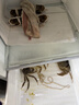 乾澄【活蟹】乾澄大闸蟹现货 公4.0两母3.0两10只5对鲜活螃蟹海鲜过年送礼年货礼盒源头直发 实拍图