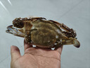 【冷冻】至鲜梭子蟹2.6斤/6-8只整只当季液氮冷冻3-5两/只吕四黄海海鲜螃蟹新鲜年货礼 实拍图