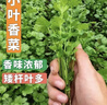 【随种随吃】调料菜种子组合春季四季易种耐热阳台盆栽通种蔬菜 小叶香菜种子1包约1000粒 一包约1000粒 实拍图